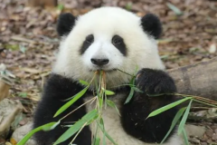 熊猫花花在成都哪个动物园?(现居成都大熊猫繁育研究基地)